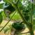 images/thumbsgallery/RG/p1.jpg