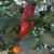 images/thumbsgallery/RG/zp1.jpg