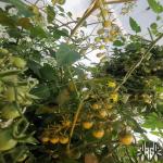 images/thumbsgallery/RG3/IMG_20220709_184854.jpg