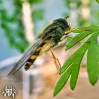 images/thumbsgallery/RG4/1.2.jpg