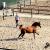 images/thumbsgallery/mfh/5.jpg
