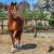 images/thumbsgallery/mfh/7.jpg