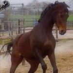 images/thumbsgallery/mfh3/16.jpg